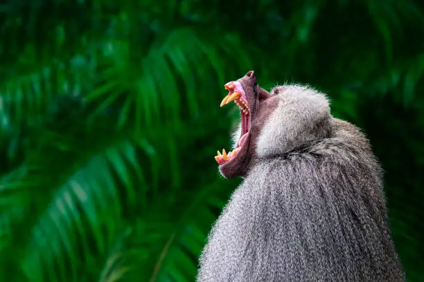 Photo of Monkey portrait - dominant baboon showing its teeth