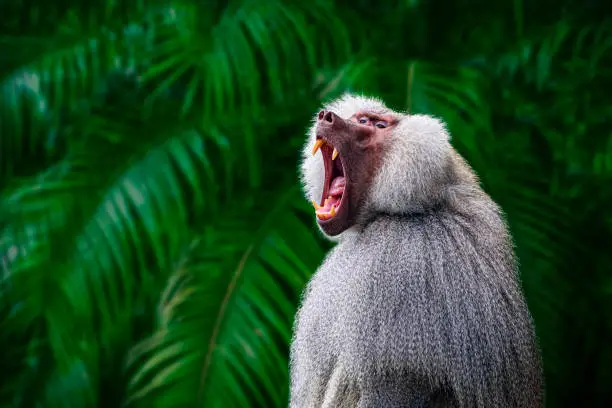 Dominant male hamadryas baboon with wide open mouth showing large fangs. Hamadryas baboons are distributed in Ethiopia, Eritrea, Somalia, Djibouti, and Yemen.