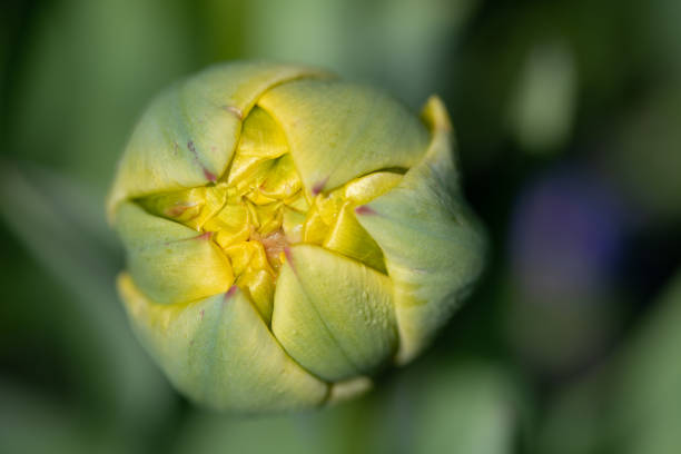 primo piano di un piccolo bocciolo di tulipano giallo dall'alto. i petali possono essere appena visti. il tulipano inizia ad aprirsi. lo sfondo è sfocato. - bud flower tulip flowers foto e immagini stock