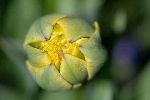 Close-up of a small yellow tulip bud from above. The petals can just be seen. The tulip begins to open. The background is blurred.