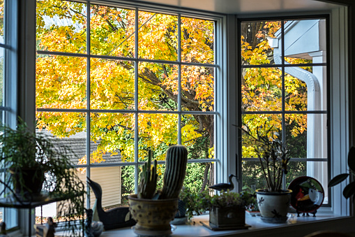 Bright sunny yellow and orange autumn sugar maple tree leaves seen looking through a bay window toward the garden utility shed in the backyard, with various indoor potted plants on the shelf in the foreground.