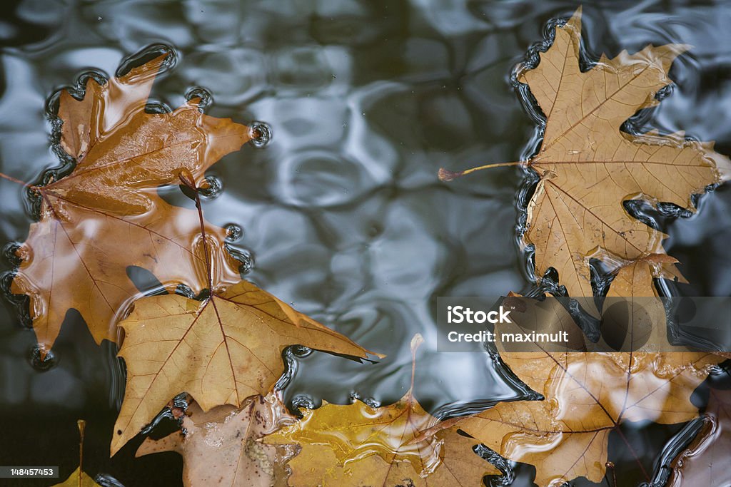 Herbstmuster - Lizenzfrei Bildhintergrund Stock-Foto