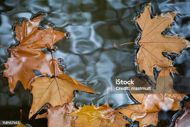 Jesienne Liście - zdjęcia stockowe i więcej obrazów Bez ludzi - Bez ludzi, Dzień, Fotografika