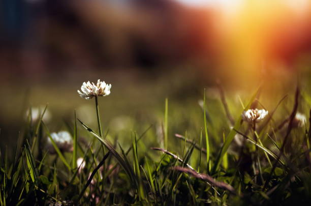 istock Blossom flora closeup in spring 1484575119