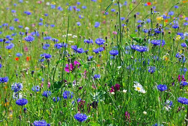 полевые цветы в летний луг - meadow single flower bud cornflower стоковые фото и изображения