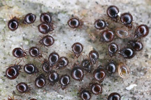 Close up of Beetle Mites also known as oribatid mites. A group of arachnids under a stone.