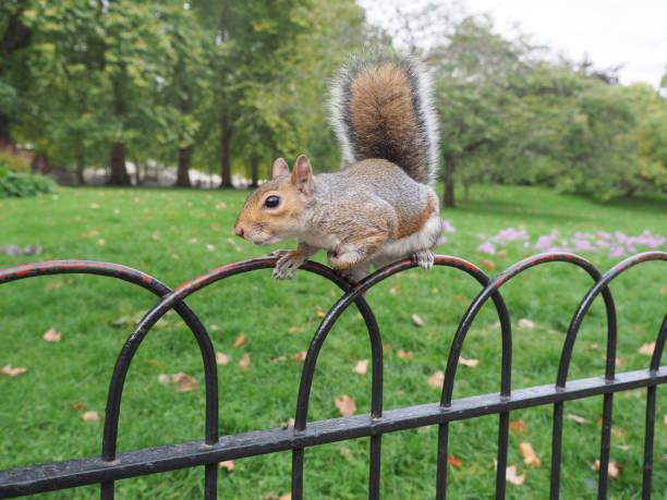istock grey squirrel scient. name Sciurus carolinensis mammal animal 1484576475