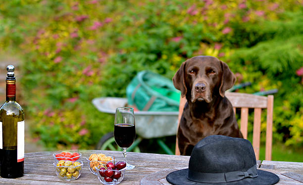 perro sentado en la mesa - sombrero homburg fotografías e imágenes de stock