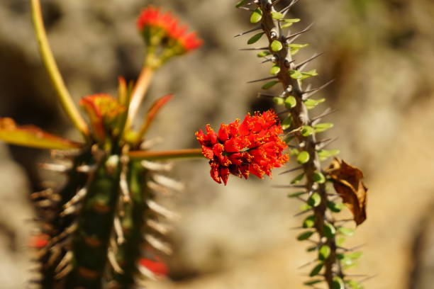 istock Flowers  & Butterflies around Florida 1484576635