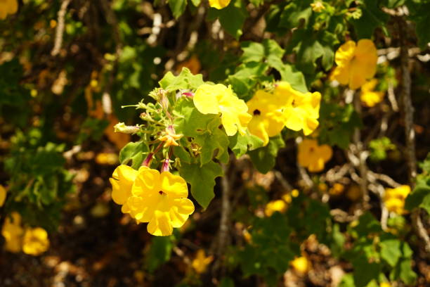 Flowers  & Butterflies around Florida