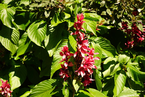 Close-up image of Canadian Columbine flowers blooming in a garden on a bright Spring afternoon.