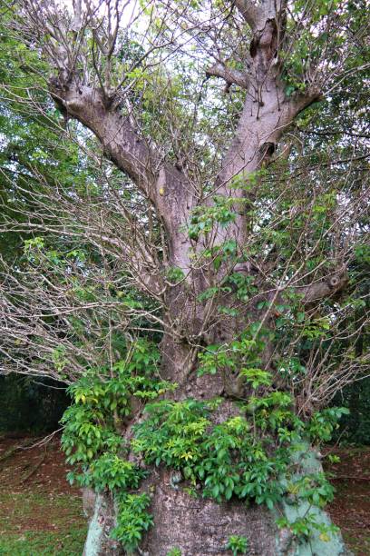 Mathilda Rok Tree 110+ Mathilda Stock Photos, Pictures & Royalty-Free Images - iStock