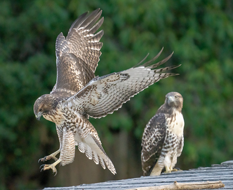 Juvenile Red-tailed Hawks (Buteo jamaicensis) practicing their hunting skills in Yucaipa Regional Park, Yucaipa, California.  Photo by Bob Gwaltney.