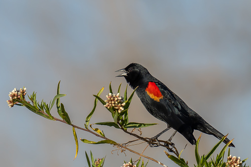 Male Red-winged Black Bird (Agelaius phoeniceus) on a perch in San Jacinto Wildlife Area, Lakeview, California.  Photo by Bob Gwaltney.