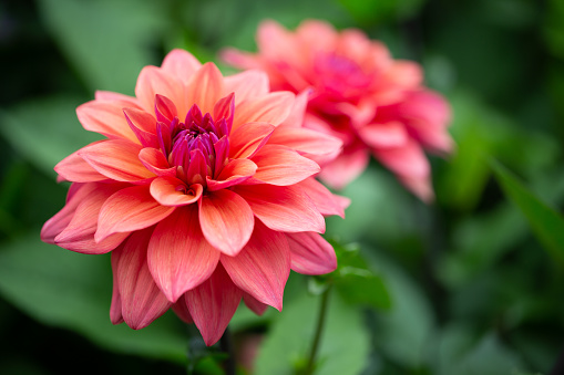 Orange dahlias blossoming in the park.