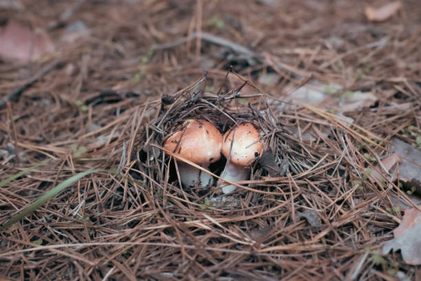 A forest brown mushroom in a natural background .