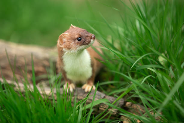 armiño en primavera, nombre científico: mustela erminea, se paró sobre un tronco y mirando hacia la derecha en un hábitat natural cubierto de hierba.  concepto: vida silvestre británica - guardabosque trabajador de fincas fotografías e imágenes de stock