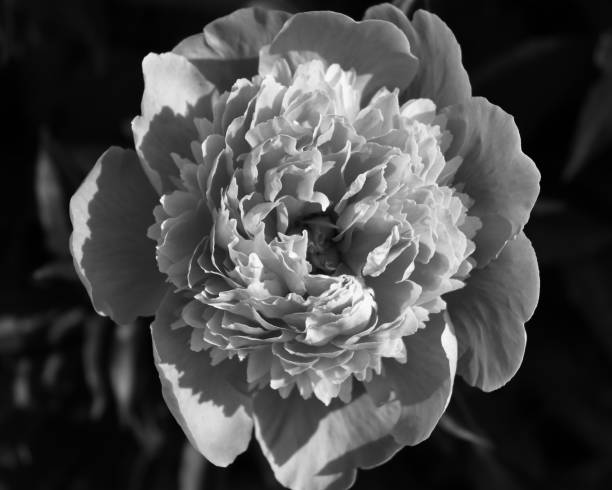 istock Black and white Peony flower in macro shot from above 1484583558