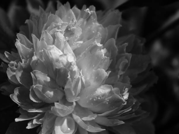 istock Abstract Peony flower in bloom with wet petals 1484583563