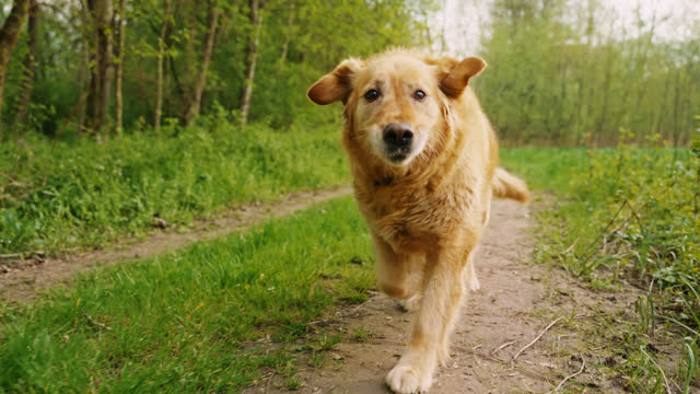 Golden Retriever runs through lush green forest and makes eye contact with the camera