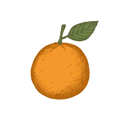 Drawn tangerine,clementine. Vintage styleVintage style. Color illustration of the fruit of a citrus plant with leaves. Artistic vector illustration. Isolated white background. Design element