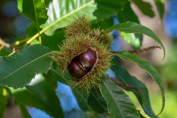 istock Castanea sativa ripening fruits in spiny cupules, edible hidden seed nuts hanging on tree branches, green leaves 1484586503