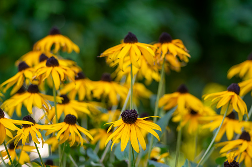 Yellow Rudbeckia flower against green background