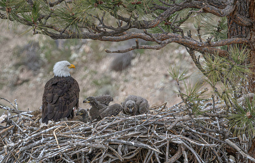 Eagle sitting on nest with chicks in Smith Rock State Park in Oregon
