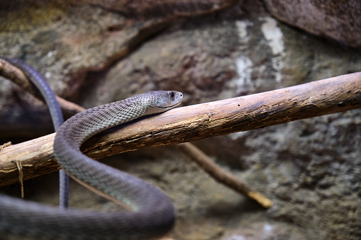 A close-up of an endangered snake with her tongue sticking out.