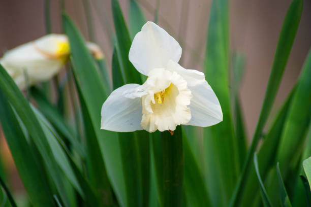 istock White narcissus flower in garden in spring 1484589025