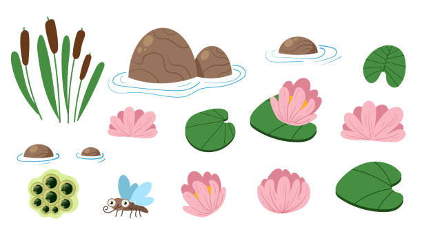 ilustraciones, imágenes clip art, dibujos animados e iconos de stock de conjunto de elementos de diseño de lago de agua de pantano de hierba de loto vegetal. ilustración de diseño gráfico vectorial - water lily lotus water lily