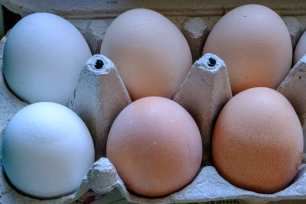段ボール箱に入った新鮮な鶏の卵。田舎の小さな農場。段ボール箱に色とりどりの鶏の卵。 - duck animal egg isolated bird ストックフォトと画像