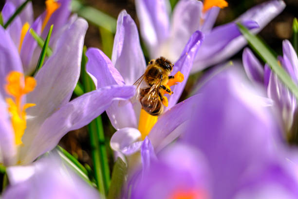 istock Spring purple crocus flowers. A honey bee pollinates a flower. Selective focus 1484592999