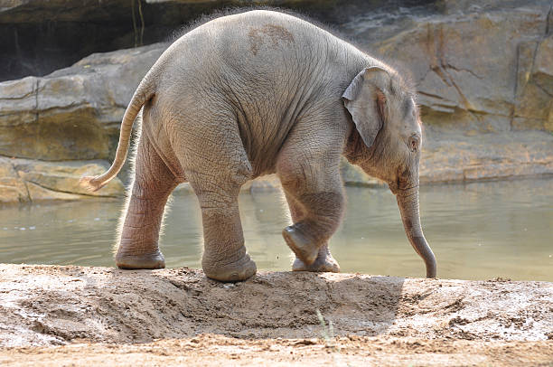 The baby elephant waterside The baby elephant of only one month walk by the rivulet. xishuangbanna stock pictures, royalty-free photos & images