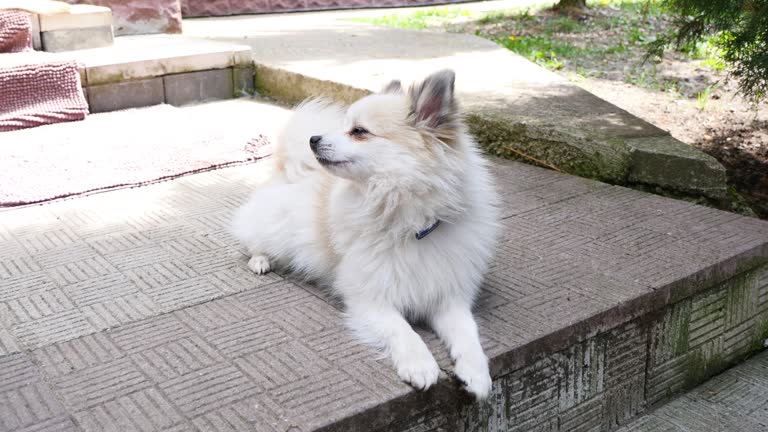 Pomeranian white dog sitting on stairs in front of the nouse.