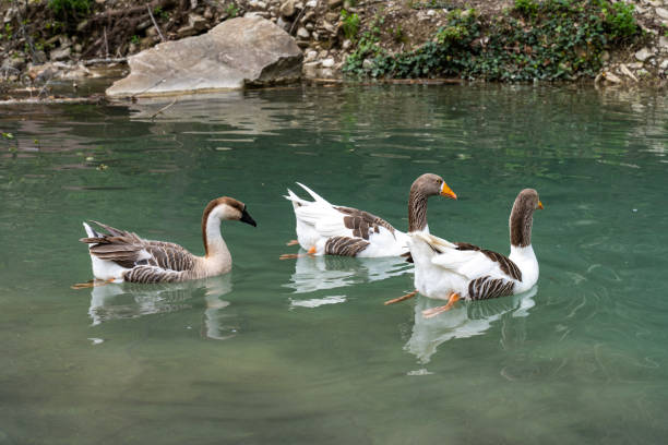 istock Ducks on Erfelek Waterfalls in Sinop, Turkey. 1484597547