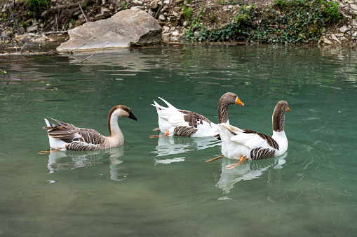 Ducks on Erfelek Waterfalls in Sinop, Turkey.