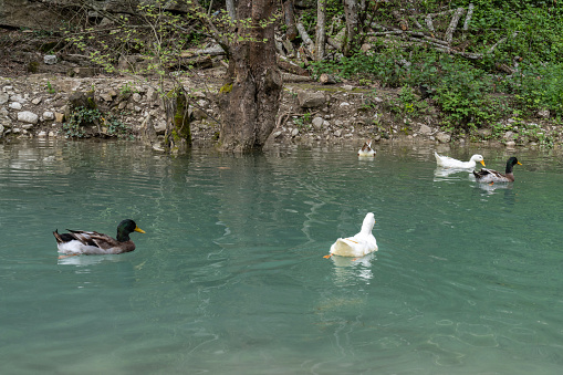 Ducks on Erfelek Waterfalls in Sinop, Turkey.