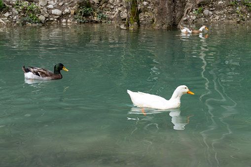 Ducks on Erfelek Waterfalls in Sinop, Turkey.