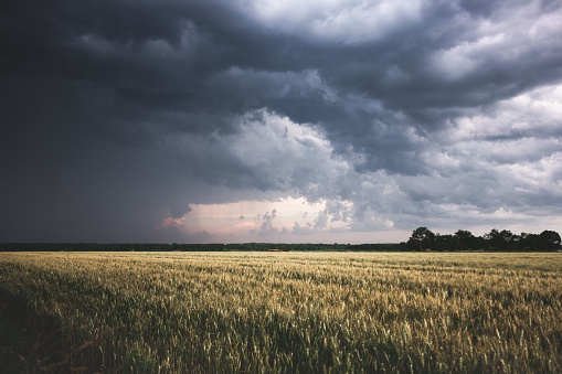 An agricultural landscape on a cloudy day, featuring a vast field with storm clouds in the background
