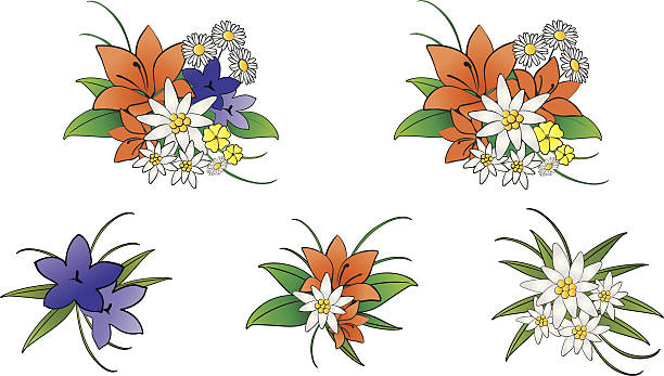 ilustrações de stock, clip art, desenhos animados e ícones de montanhas flores dolomiti - edelweiss gentian wildflower blade of grass