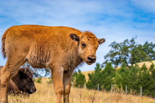 American Bison calf walks on meadow, in wildlife safari, Oregon