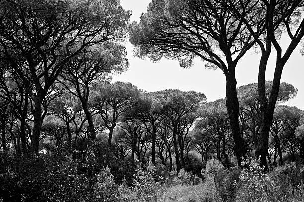 Bush and parasol pines. Black and white image. Tuscany, Italy.