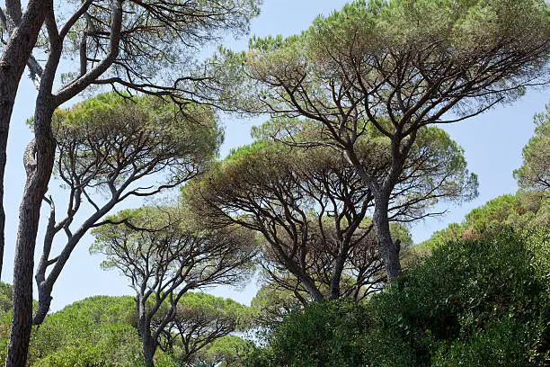 Mediterranean pines against blue sky. Maremma coastline pinewood, Tuscany, Italy.