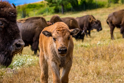 American Bison calf walks on meadow, in wildlife safari, Oregon
