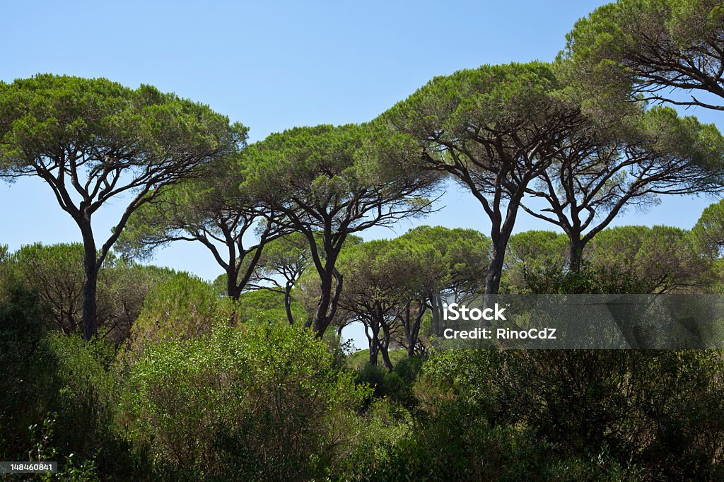 Sobreiro Mediterrâneo - Foto de stock de Pinheiro Manso royalty-free