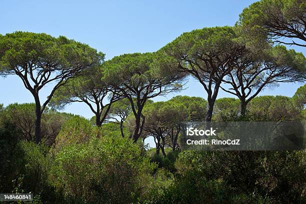 Foto de Sobreiro Mediterrâneo e mais fotos de stock de Pinheiro Manso - Pinheiro Manso, Pinho, Praia