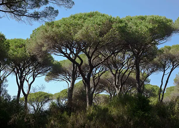 Parasol pines against blue sky. Maremma coastline pinewood, Toscana, Italy. 