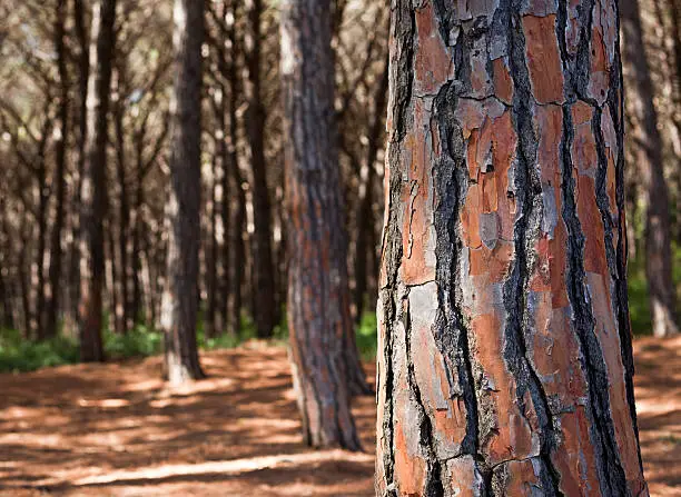 Detail of a stone-pine trunk  with other blurred pines in the background. From its bark you extract tannin and a red colouring agent. The photo was taken in Maremma coastline pinewood, Tuscany, Italy.