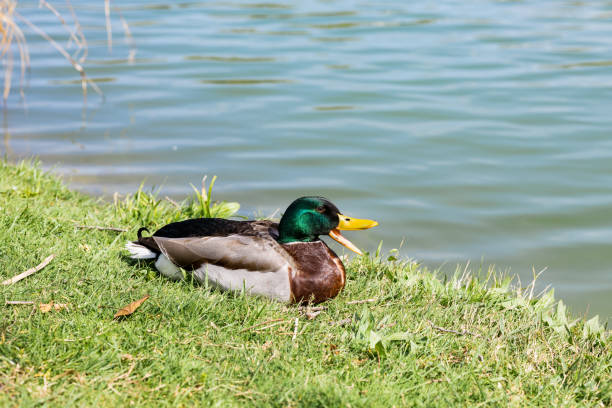 male duck quacking on grass near lake